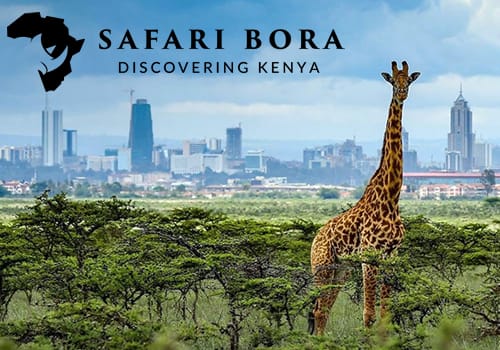 Safari Bora Travels Safari Bora